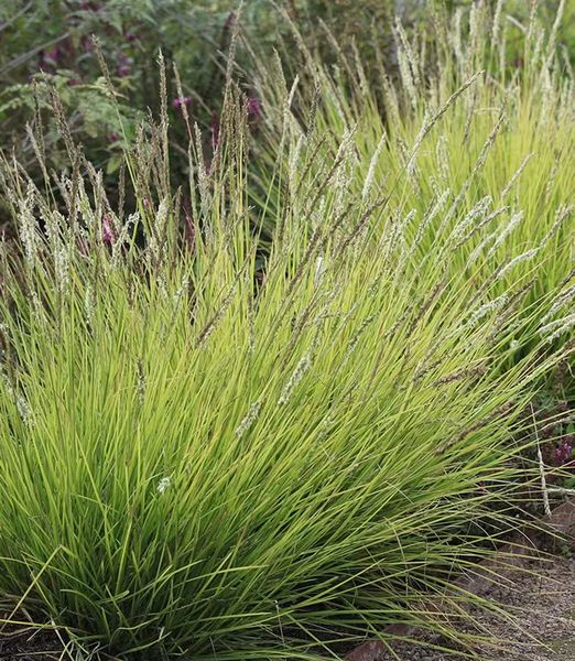 Sesleria autumnalis